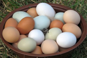 eggs3 