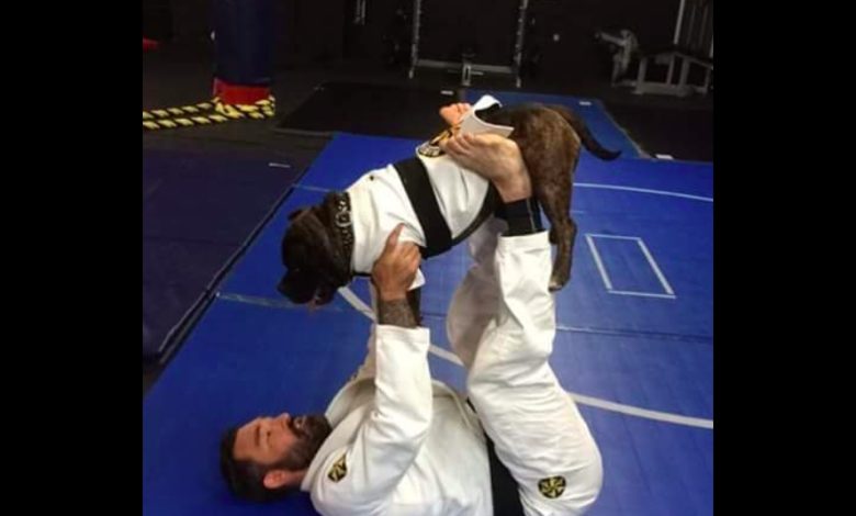 Skillful Roll Between BJJ Black Belt & His Grappling Dog