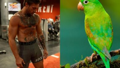 UFC’s Conor McGregor “Blamed” For Death Of A €1,500 Parrot