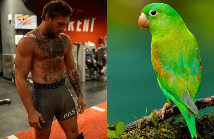 UFC’s Conor McGregor “Blamed” For Death Of A €1,500 Parrot
