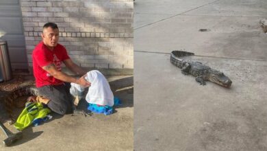 [Watch] BJJ Black Belt Squares Off Against An Alligator & Takes His Back