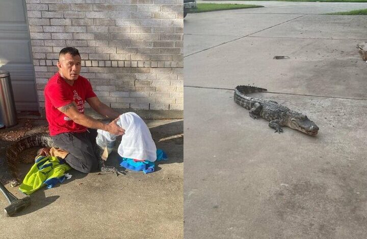 [Watch] BJJ Black Belt Squares Off Against An Alligator & Takes His Back