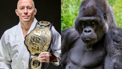Georges St-Pierre Talks Frightening Encounter With Silverback Gorilla: “He Turned His Back To Me”